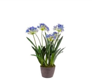 Agapanthus artificial flower pots