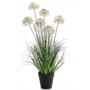Allium grass