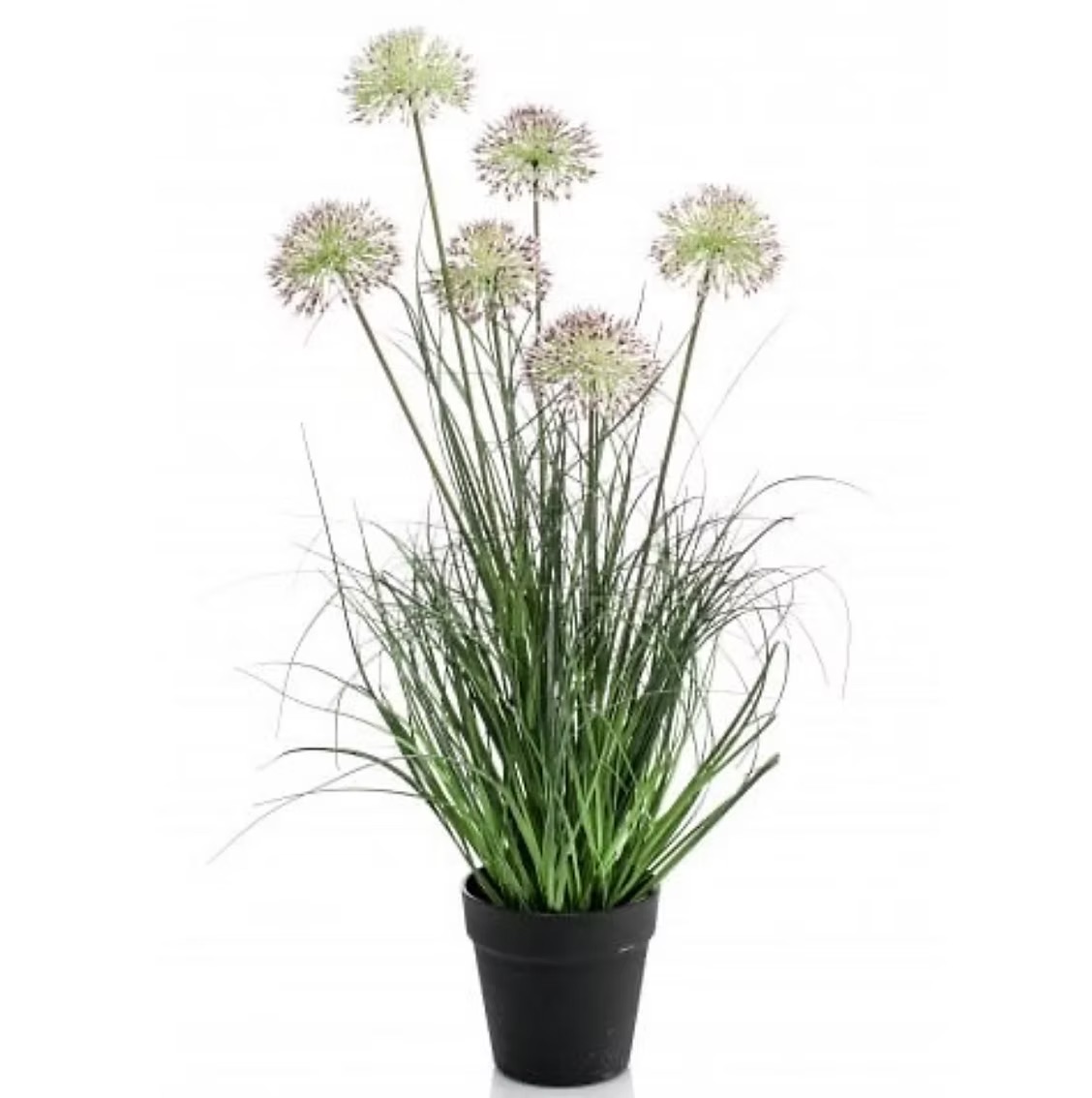 Allium grass