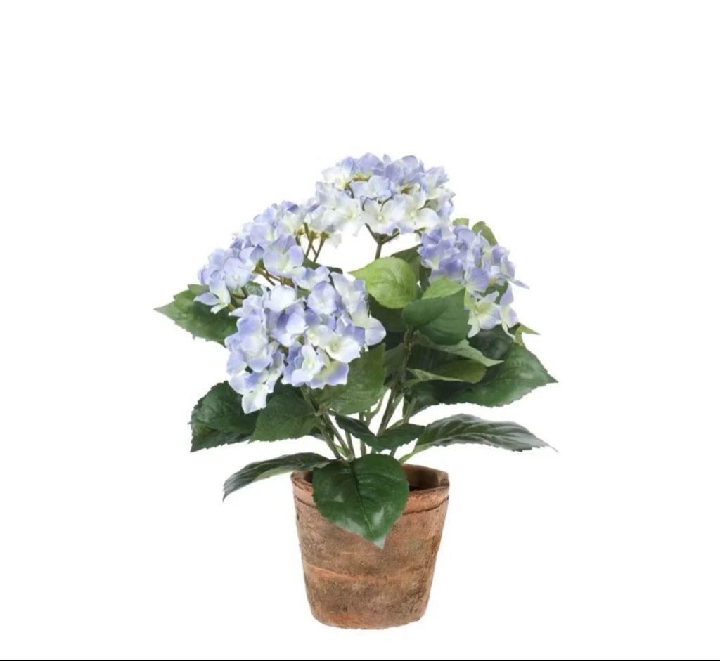 Hydrangea tree