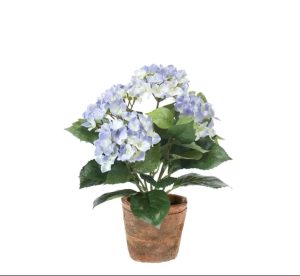 Hydrangea tree