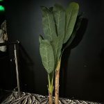 Artificial tree with large leaves