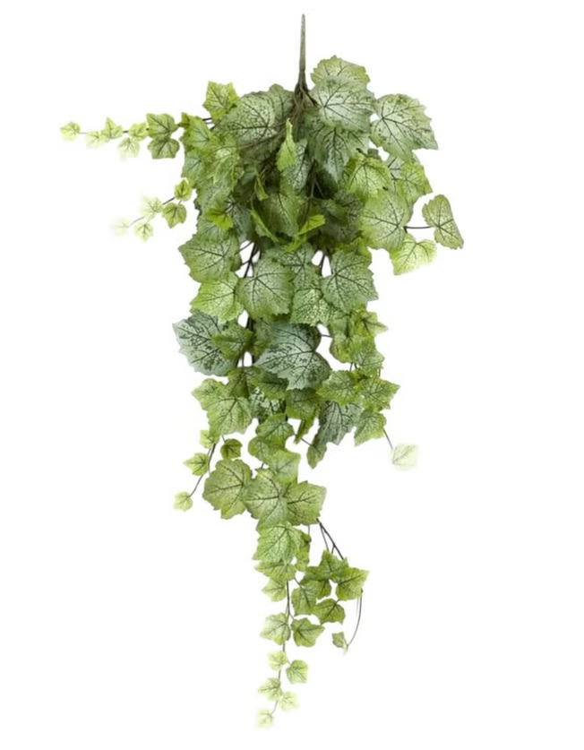 Grape leaf hanging bush