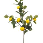 Lemon branch