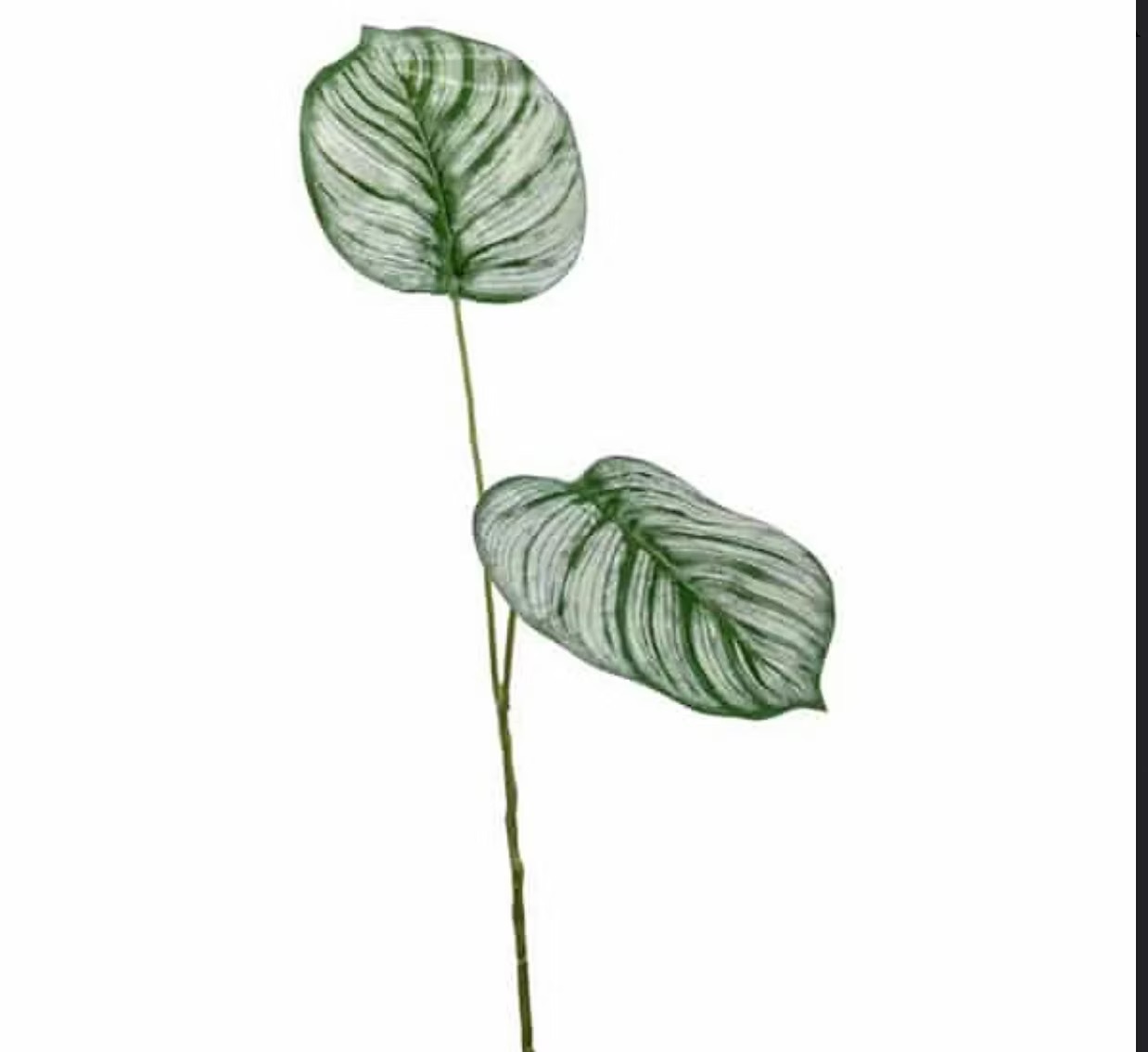 Calathea branch