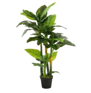 Spathiphyllum tree