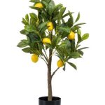 Lemon tree in a plastic pot