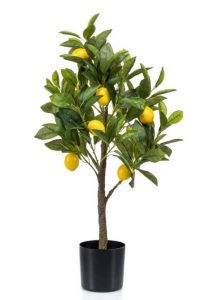 Lemon tree in a plastic pot