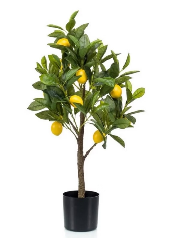 Lemon tree in a plastic pot