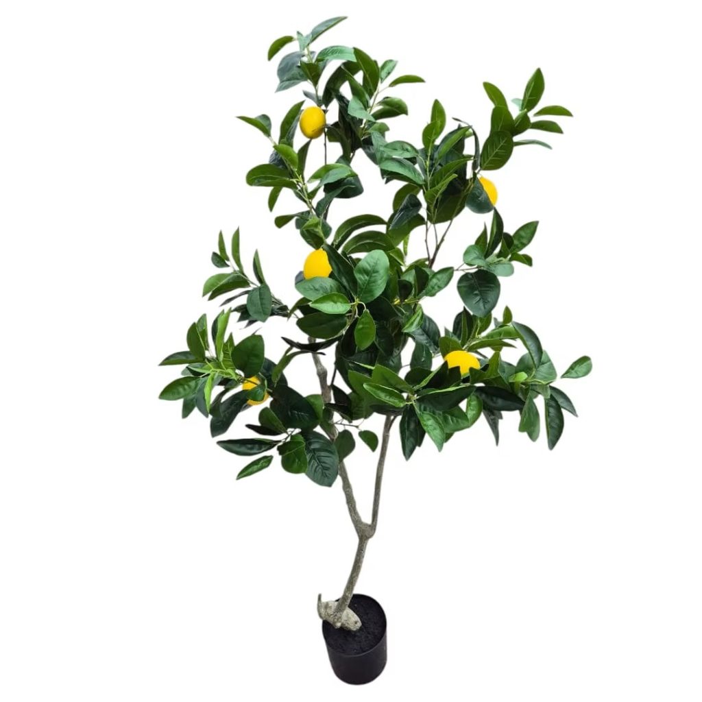 Lemon tree in a plastic pot