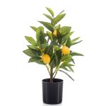 Lemon tree in a plastic pot