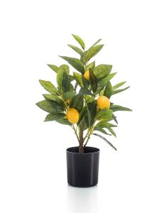 Lemon tree in a plastic pot