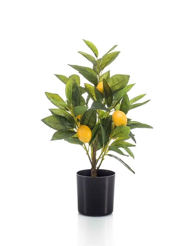 Lemon tree in a plastic pot