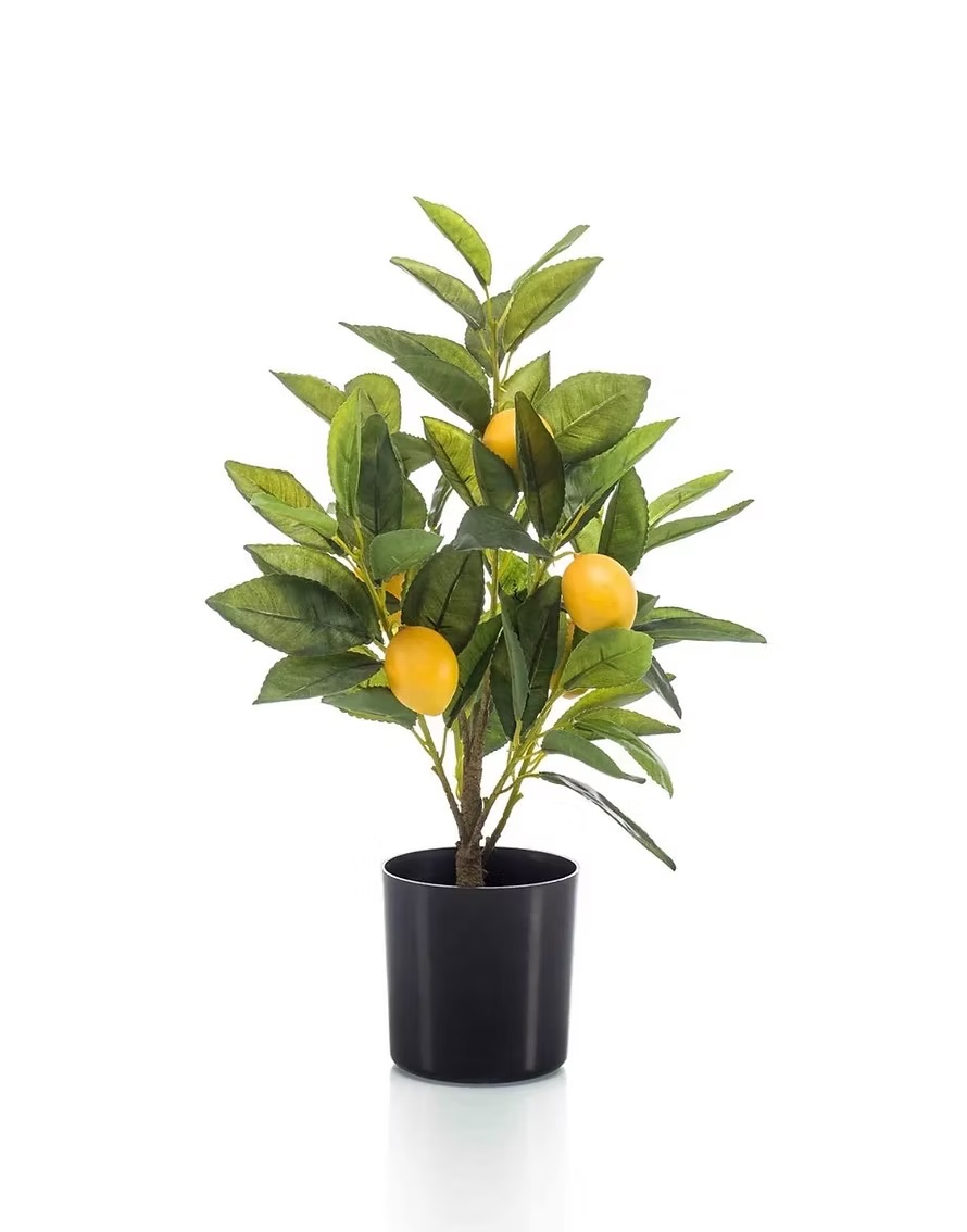 Lemon tree in a plastic pot