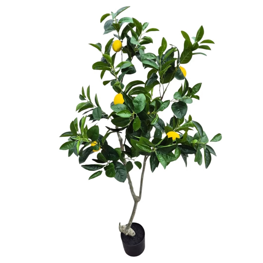 Lemon tree in a plastic pot