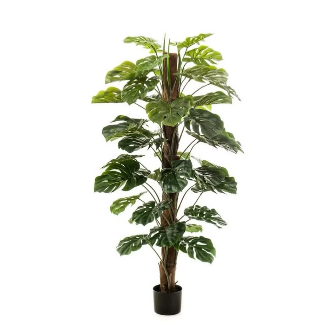 Monstera tree