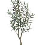 Olive tree