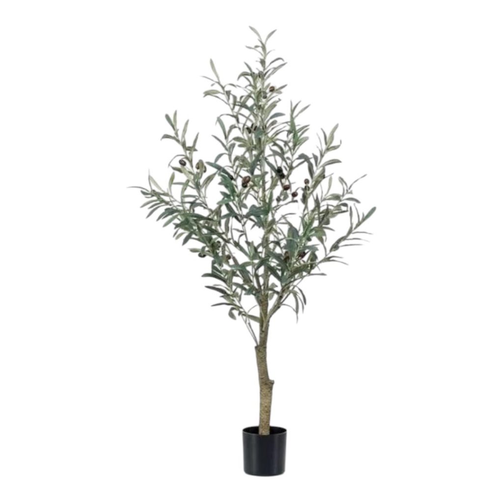 Olive tree