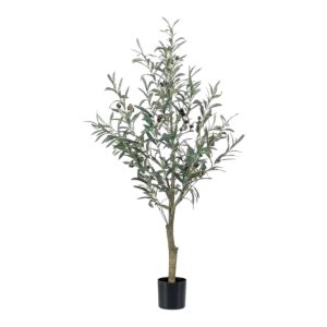 Olive tree