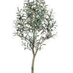 Olive tree