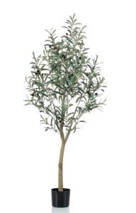 Olive tree