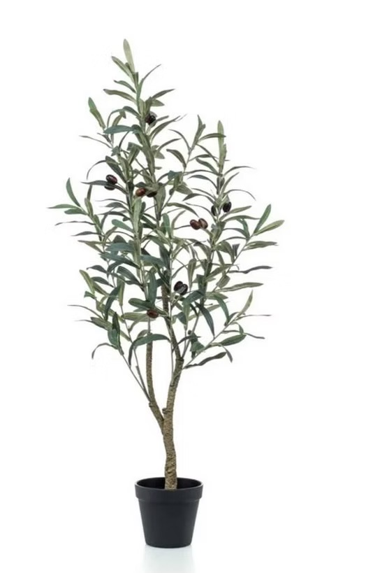 Olive tree